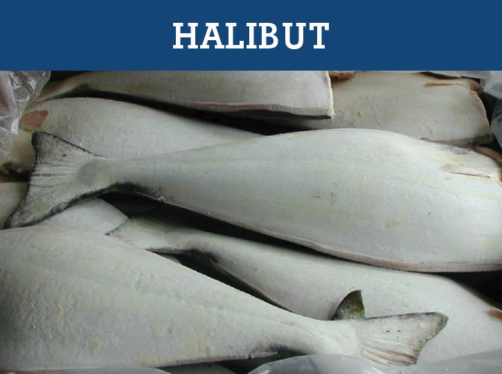 halibut