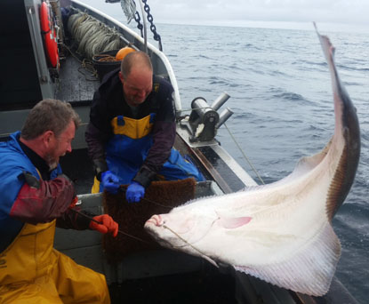 grid Halibut